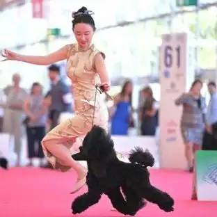 快递小狗“神犬”卡塔尔走红，转会风向标：多特蒙德欲百万欧元签下球场物流之星